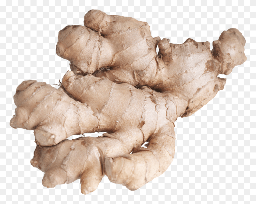 1285x1004 Ginger, Plant, Lion, Wildlife HD PNG Download