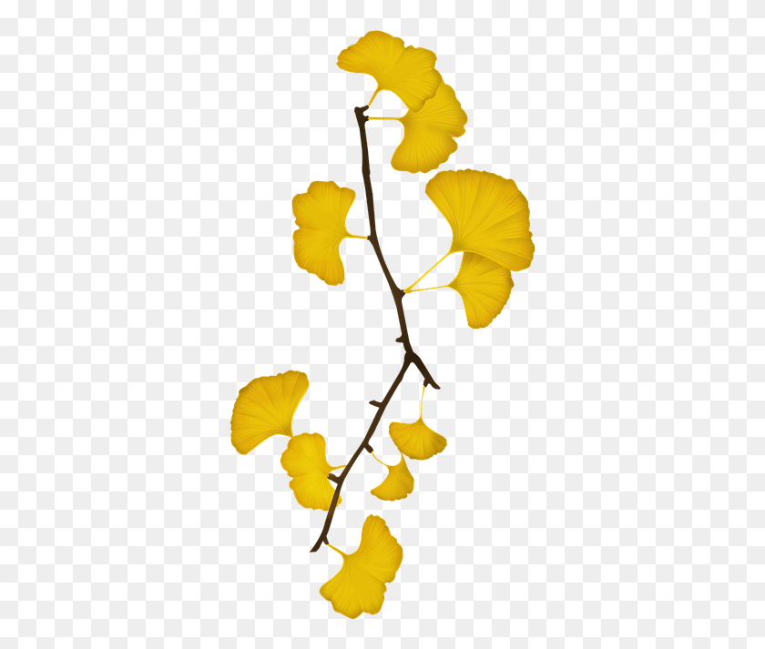 341x653 Осенние Листья Гинкго, Растение, Цветок, Цветение Hd Png Скачать