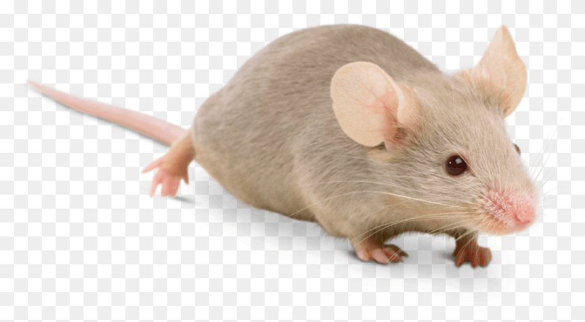 970x502 Gippsland Pest Management Rodent Control And Treatments Hnh Nh Con Chut, Rat, Mammal, Animal HD PNG Download