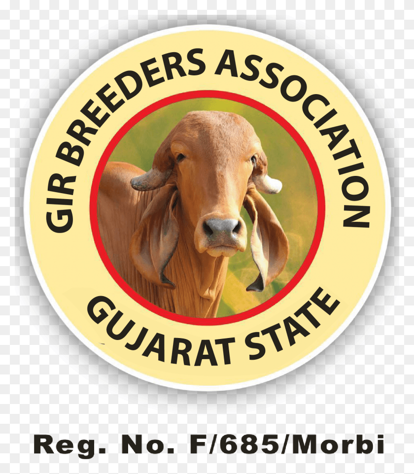 1540x1782 Gir Breeders Association, Cattle, Mammal, Animal HD PNG Download