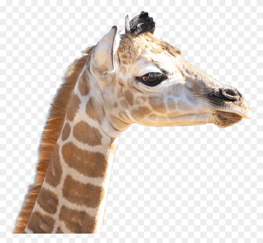 831x763 Giraffe, Wildlife, Mammal, Animal HD PNG Download