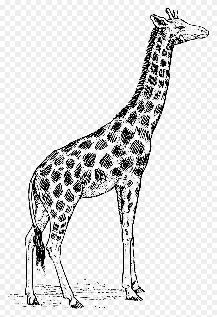 1605x2400 Жираф, Серый, Мир Варкрафта Png Скачать