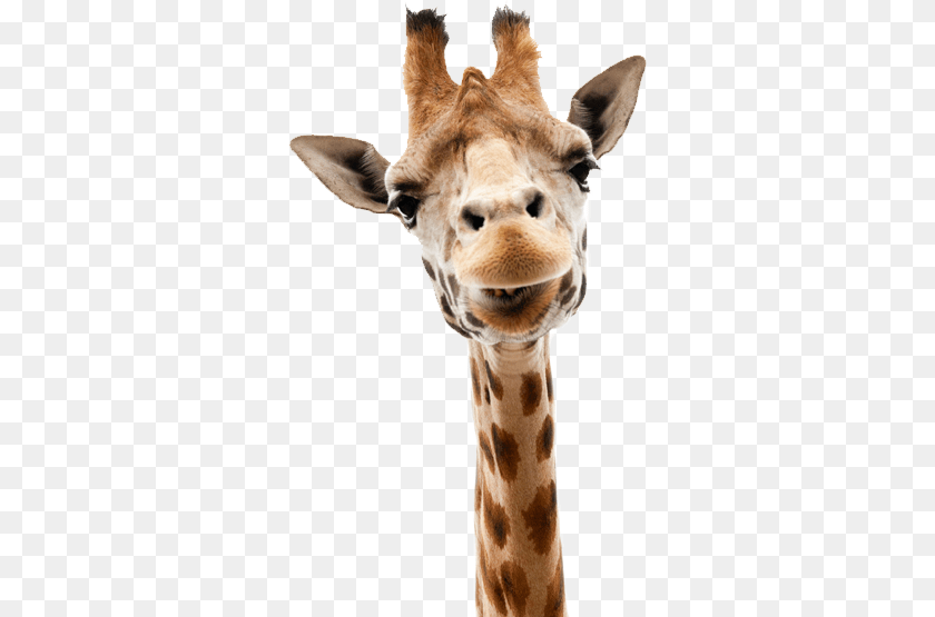 322x555 Giraffe, Animal, Mammal, Wildlife Transparent PNG