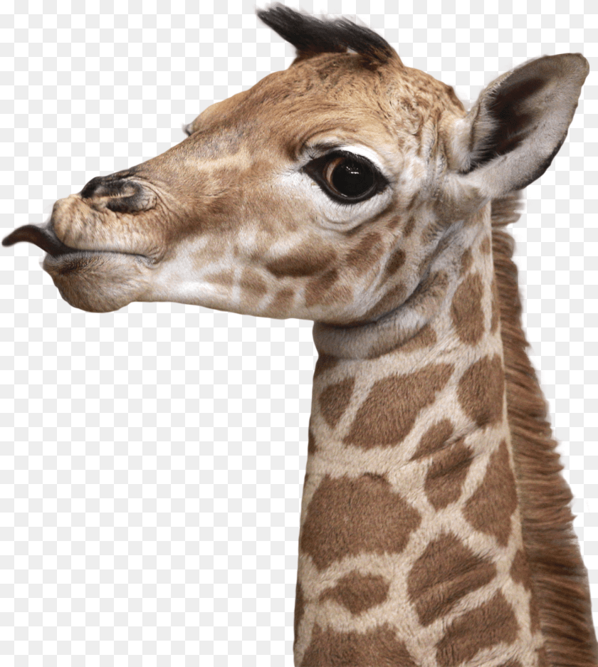 1327x1480 Giraffe, Animal, Mammal, Wildlife Clipart PNG