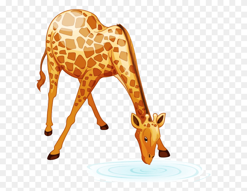 592x591 Giraffe Cartoon Animal Images Cartoon Giraffe Bending Neck, Mammal, Horse, Antelope HD PNG Download