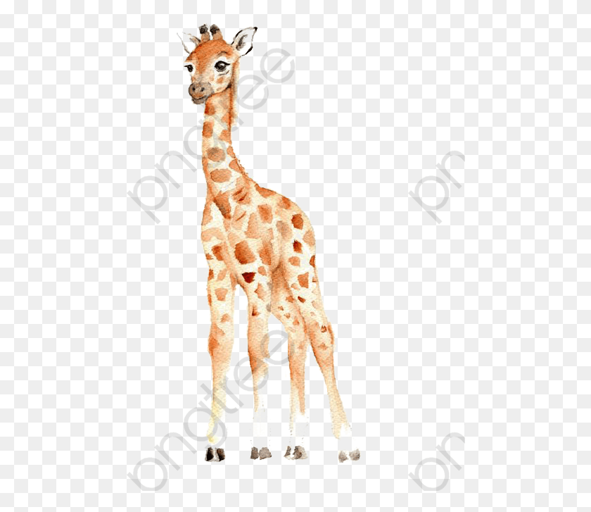 482x667 Giraffe Clipart Real Baby Giraffe Watercolor Clipart, Wildlife, Mammal, Animal HD PNG Download