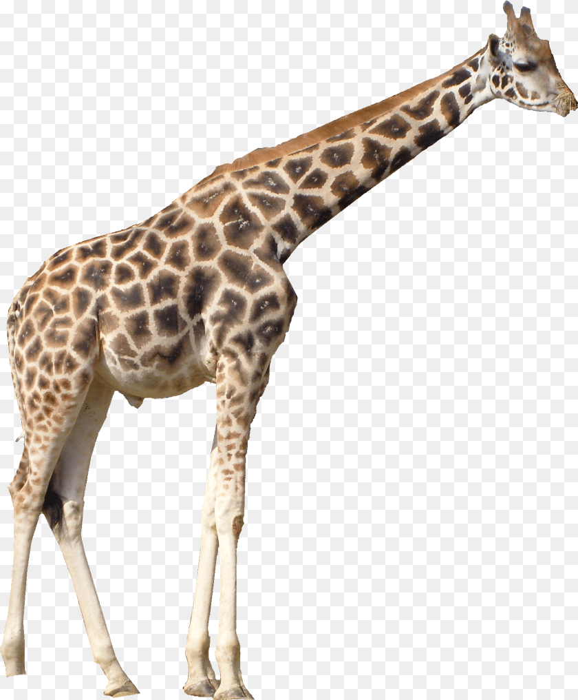 Giraffe Transparent Background Giraffe, Animal, Mammal, Wildlife Clipart PNG