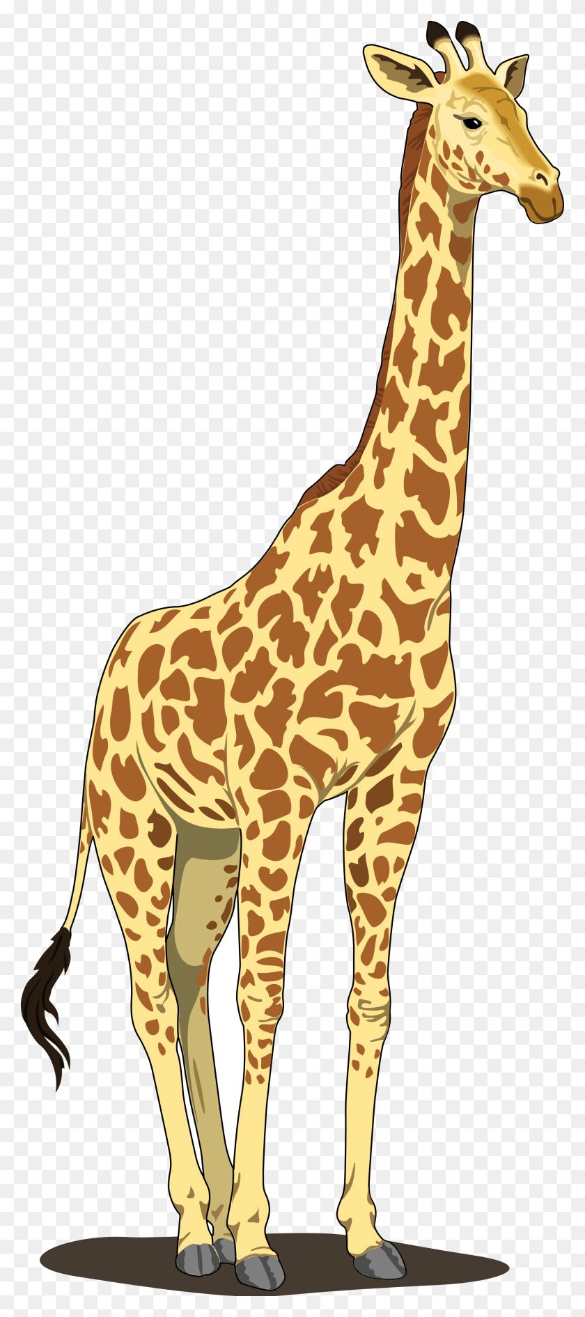 1979x4646 Жираф, Широкоформатный Клипарт, 2 Обоев, Жираф, Живая Природа, Млекопитающее, Животное, Hd Png Скачать
