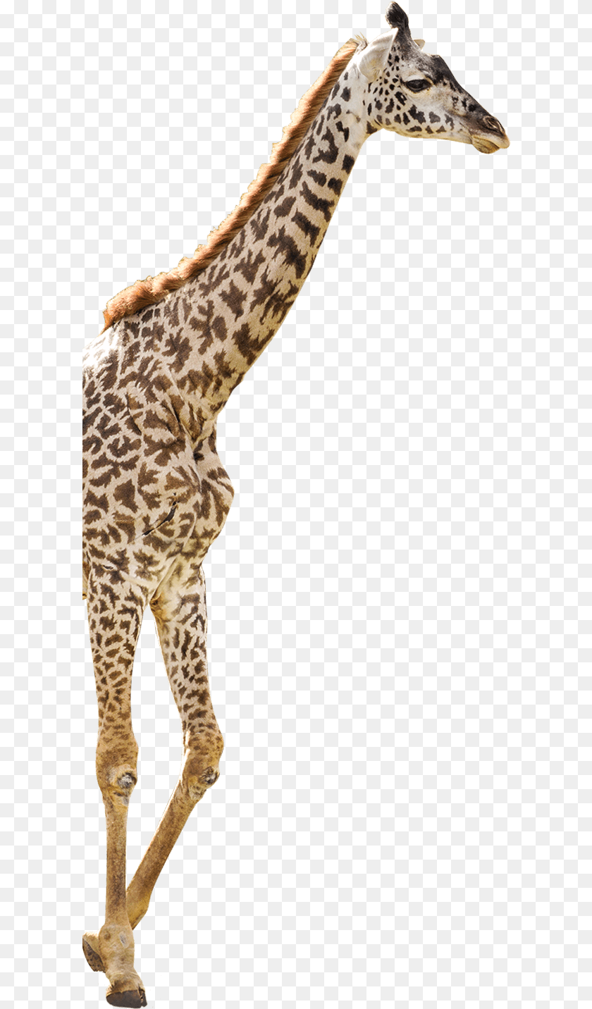 609x1432 Giraffe Giraffe, Animal, Mammal, Wildlife Clipart PNG