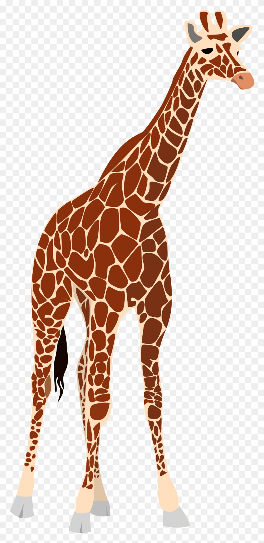 1119x2393 Giraffe Freeuse Stock Huge Freebie Realistic Giraffe Clipart, Wildlife, Mammal, Animal HD PNG Download