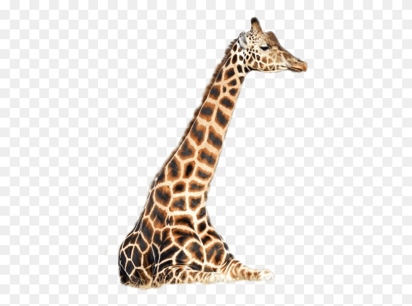 420x564 Giraffe Image Giraffidae, Wildlife, Mammal, Animal HD PNG Download