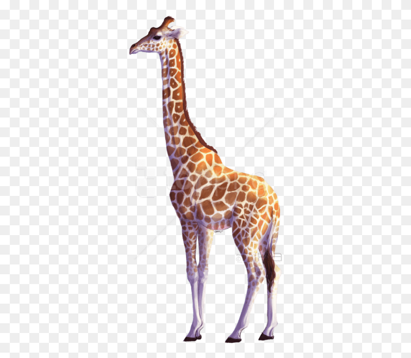 315x671 Жираф Картинки Фон Жираф, Дикая Природа, Млекопитающее, Животное Hd Png Скачать