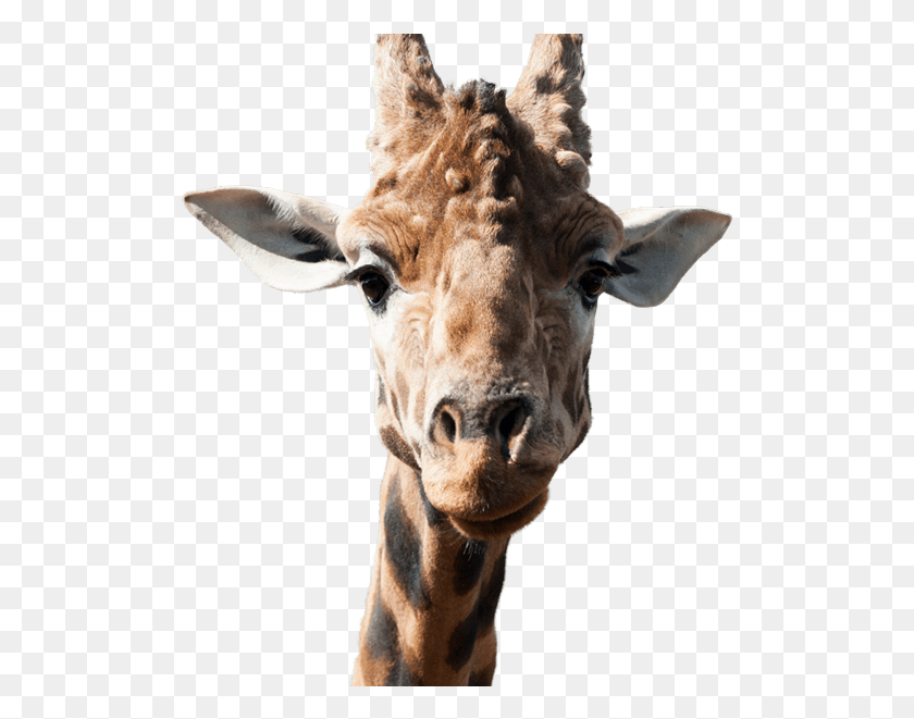 508x601 Giraffe Side Image Giraffe, Wildlife, Mammal, Animal HD PNG Download