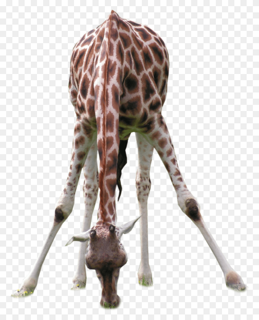 1160x1455 Наклейка С Жирафом Жираф Пьет, Дикая Природа, Млекопитающее, Животное Hd Png Скачать