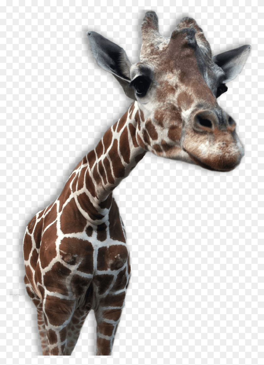 1648x2329 Giraffe Transparent Animal Transparent Backgrounds, Wildlife, Mammal HD PNG Download