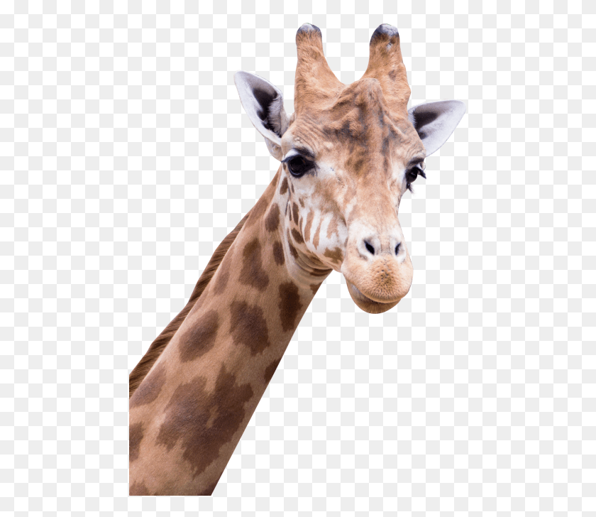 477x668 Giraffe Transparent Image Amine Good For You, Wildlife, Mammal, Animal HD PNG Download