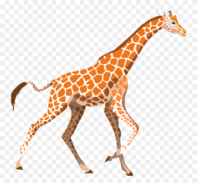 748x720 Жираф Зоопарк Животное Дикая Природа Африка Млекопитающее Жираф Клипарт Pixabay Hd Png Скачать