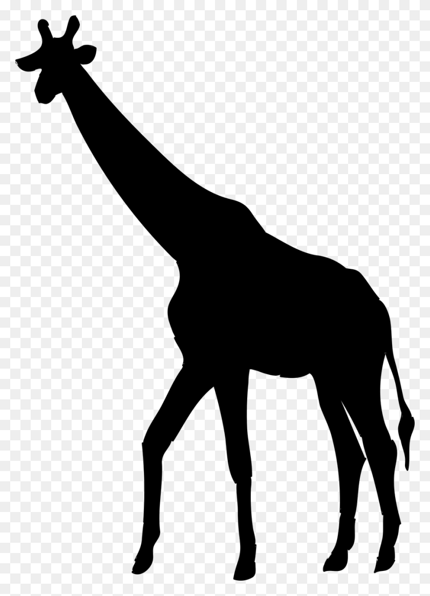 904x1280 Giraffeanimalthe Of A Giraffe Transparent Giraffe Clipart Black And White, Gray, World Of Warcraft HD PNG Download