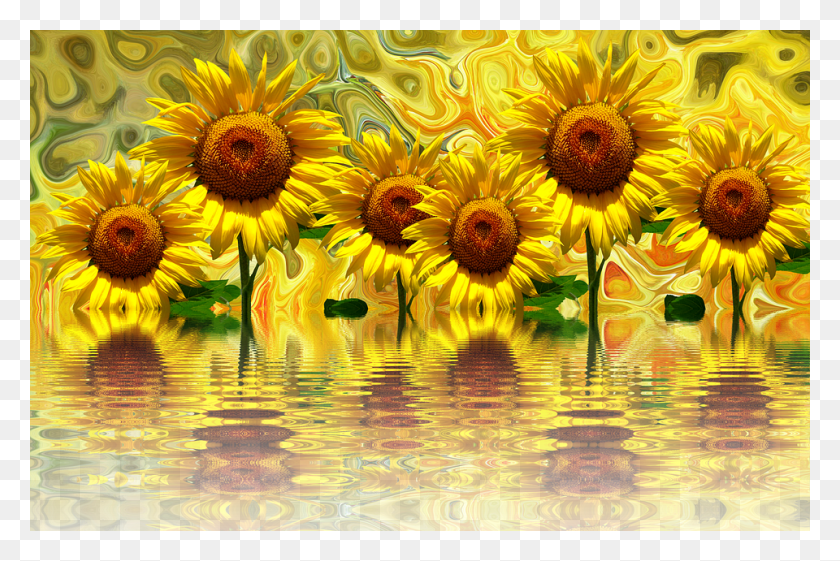 960x617 Жирасоль Imagenes De Girasoles, Растение, Цветок, Цветение Hd Png Скачать