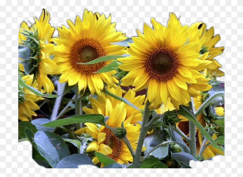 714x552 Girasoles Sticker Sunflower, Plant, Flower, Blossom HD PNG Download