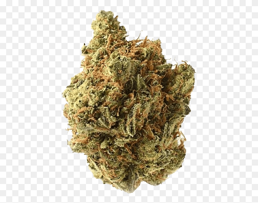 441x602 Girl Scout Cookies Haze, Plant, Weed, Mineral HD PNG Download