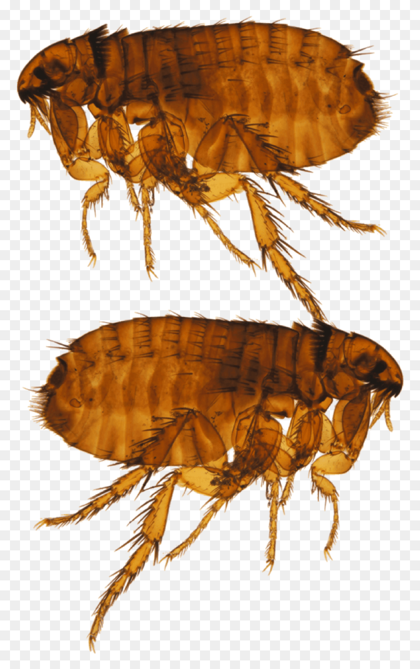 780x1277 Give Us A Call Now At 1 844 899 7378 To Get Your Free Ctenocephalides Pulex, Flea, Insect, Invertebrate HD PNG Download