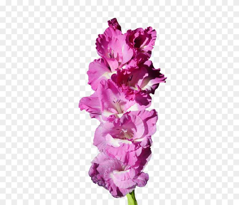 479x720 Gladiolus Flower, Plant Transparent PNG