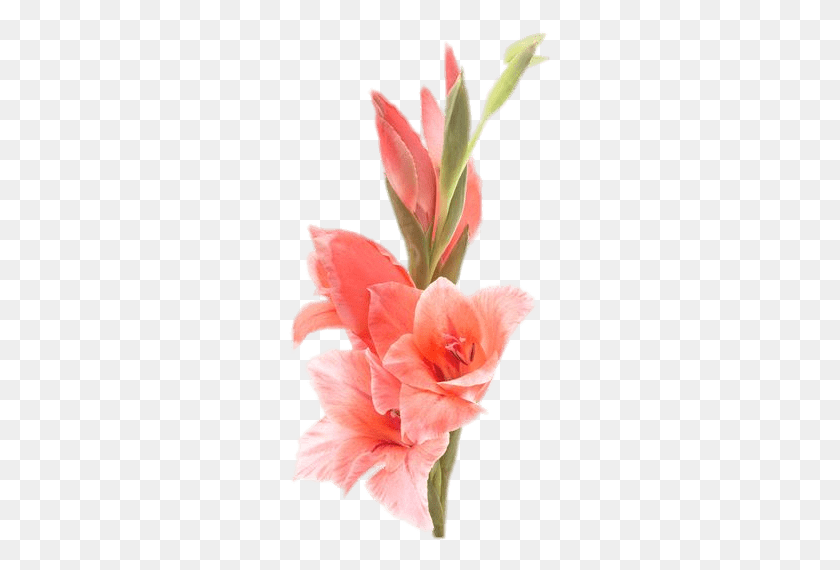 263x510 Gladiolus Gladiolus Flower Gladiolus, Plant, Blossom, Rose HD PNG Download