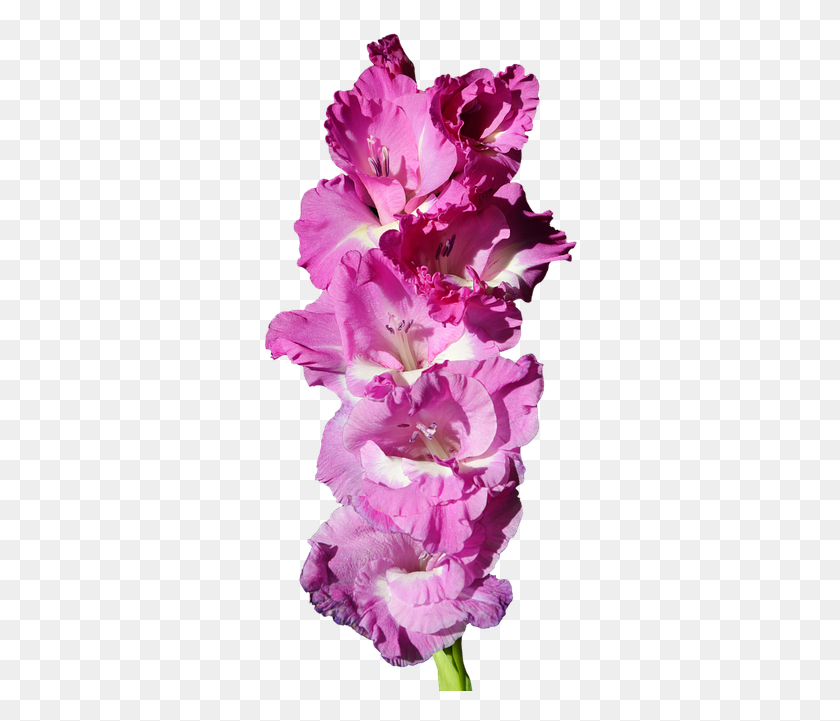 318x661 Gladiolus Transparent, Plant, Flower, Blossom HD PNG Download