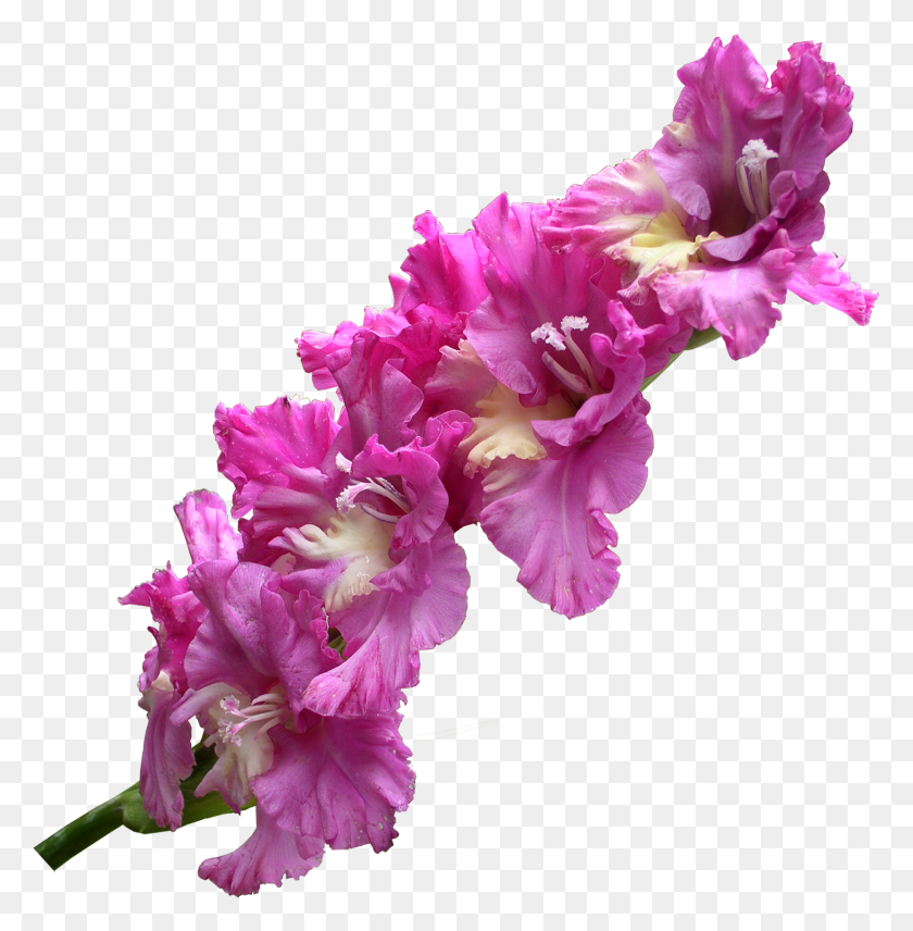 1668x1703 Gladiolus Transparent Gladiolus Flower, Plant, Blossom, Geranium HD PNG Download