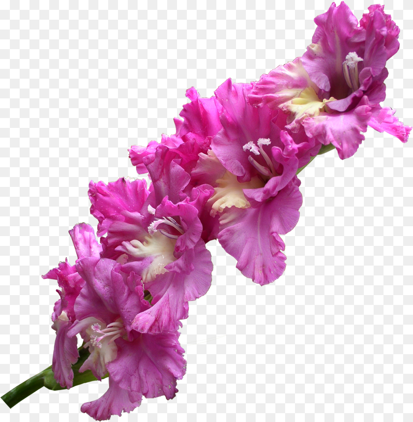 1668x1703 Gladiolus Transparent Gladiolus Flower, Plant Clipart PNG