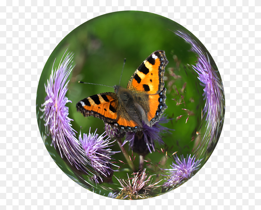615x615 Glass Ball Ball Butterfly Tortoiseshell Thistle Bola De Cristal Con Mariposa, Honey Bee, Bee, Insect HD PNG Download