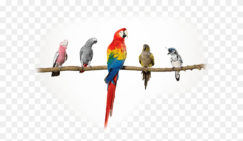 616x427 Glasurit Ratio Scan, Bird, Animal, Parrot HD PNG Download