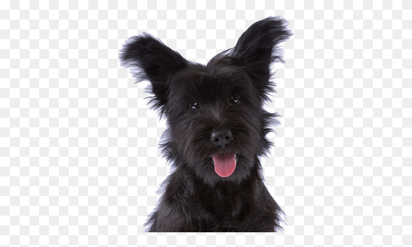 363x444 Global Leader In Pet Relocation Companion Dog, Canine, Animal, Mammal HD PNG Download