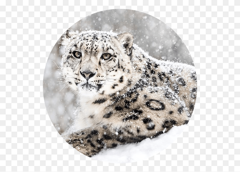 541x541 Descargar Png Global Snow Leopard Amp Programa De Protección Del Ecosistema Snow Leopard, Panther, La Vida Silvestre, Mamífero Hd Png