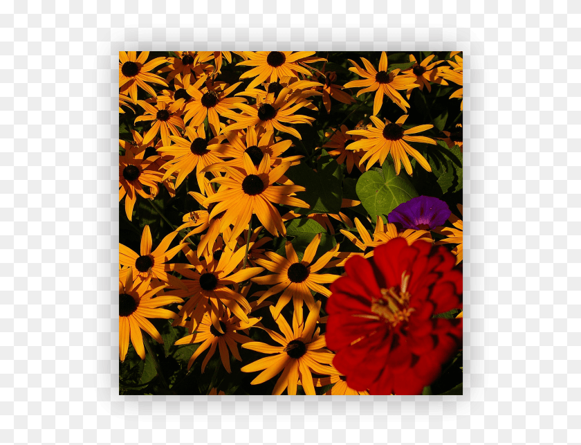 582x583 Gloriosa Daisies African Daisy, Plant, Flower, Blossom Descargar Hd Png