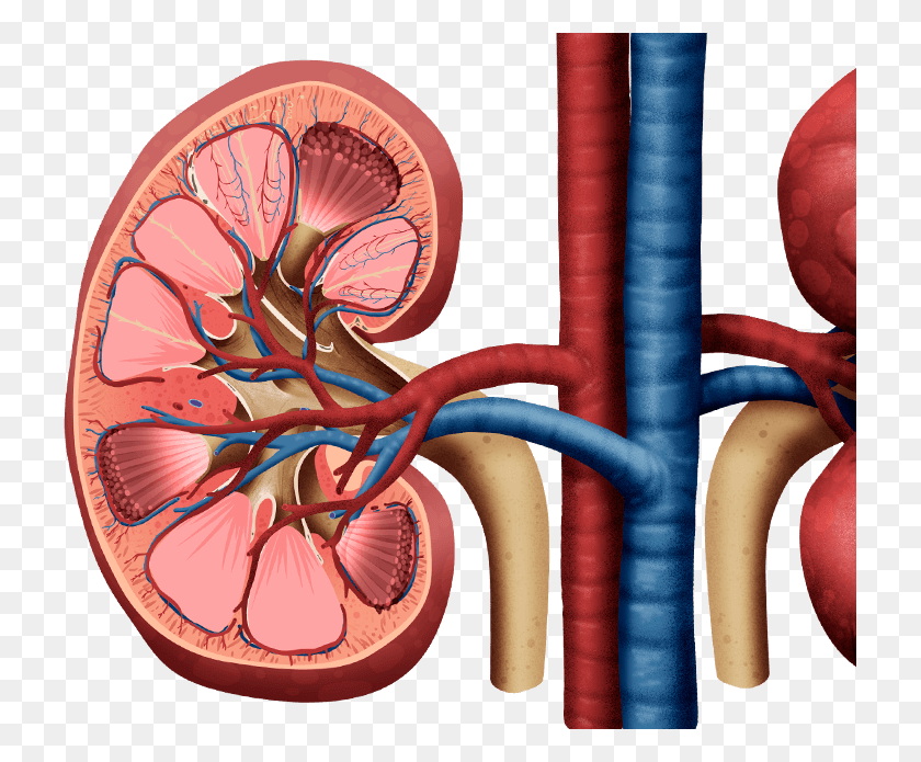723x635 Glucose Filtration And Reabsorption In The Kidney Kidney, Plant, Label HD PNG Download