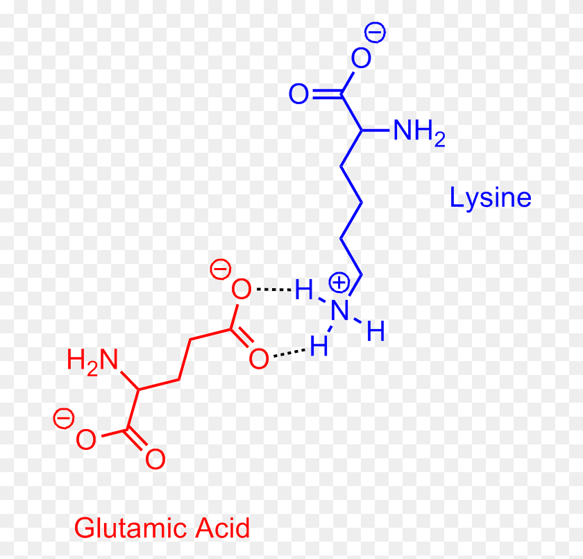690x745 Glutamic Acid Lysine Salt Bridge Lysine Glutamic Acid Salt Bridge, Text, Number, Symbol HD PNG Download