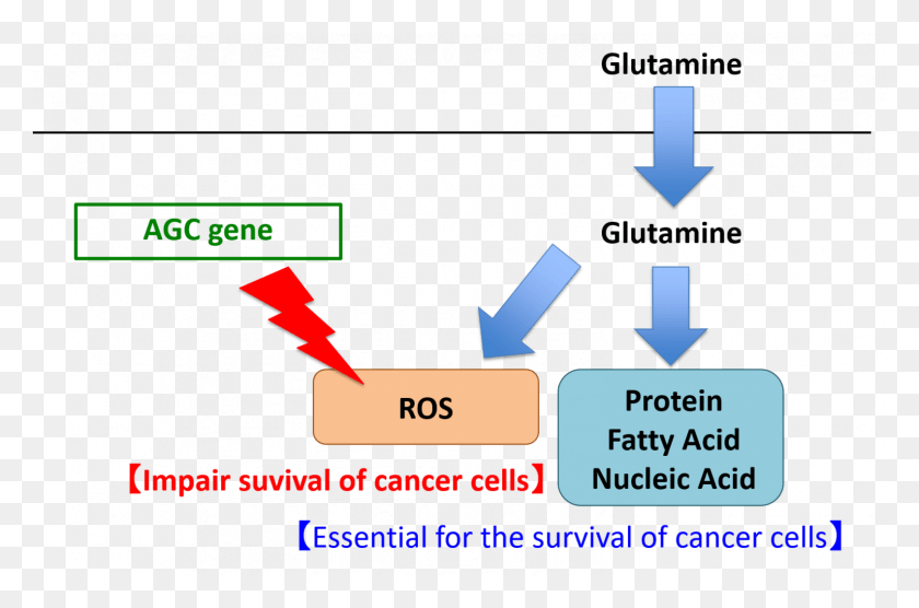 1500x955 Glutamine Cause Cancer, Text, Graphics HD PNG Download