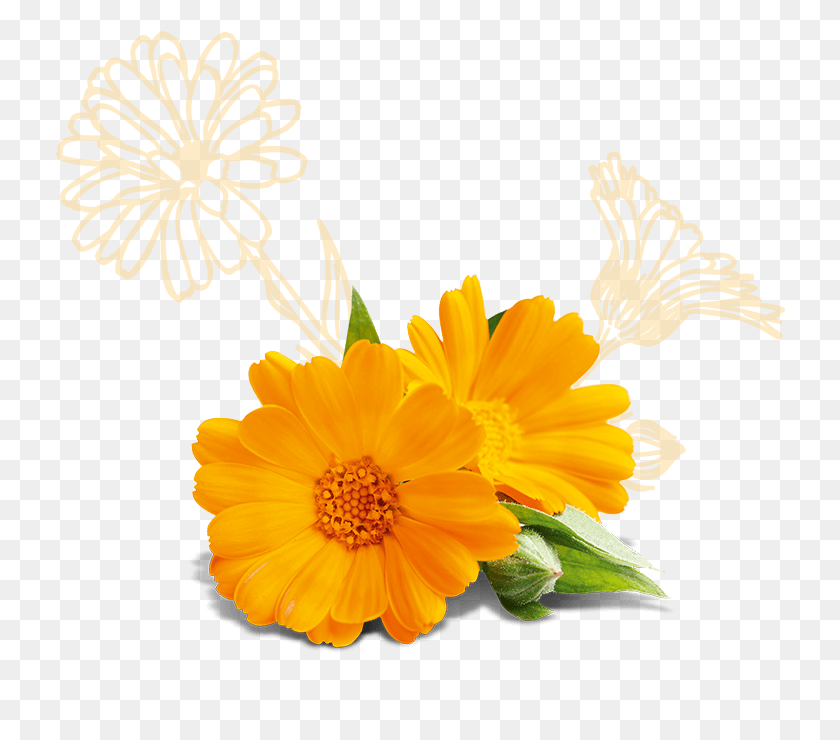730x680 Glyceryl Stearate Calendula Officinalis Flower Extract Lutein Oil, Plant, Blossom, Daisy HD PNG Download