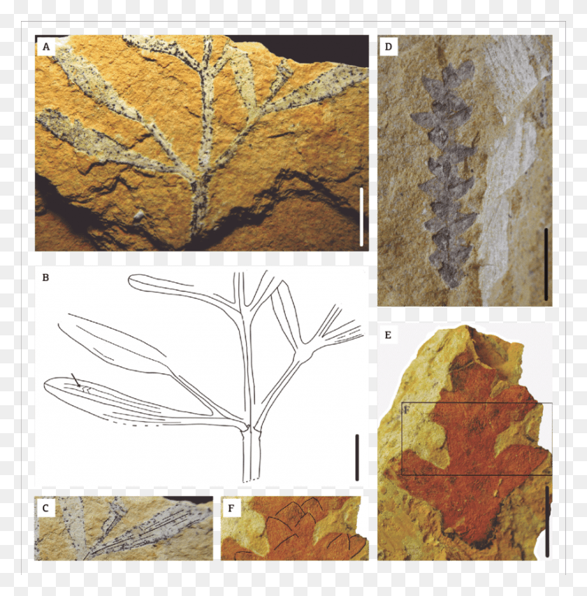 850x865 Gnetales And Conifer Related Forms D Mexican Pinyon, Soil, Fossil, Leaf HD PNG Download