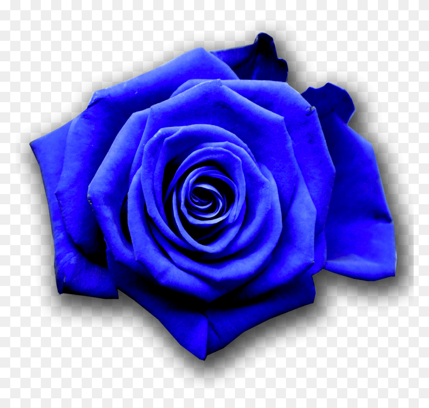 1038x984 Голубая Роза Игра Престолов, Цветок, Растение, Цветение Png Скачать