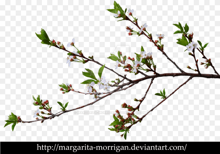 Go To Image Branch, Flower, Leaf, Plant, Bud Clipart PNG