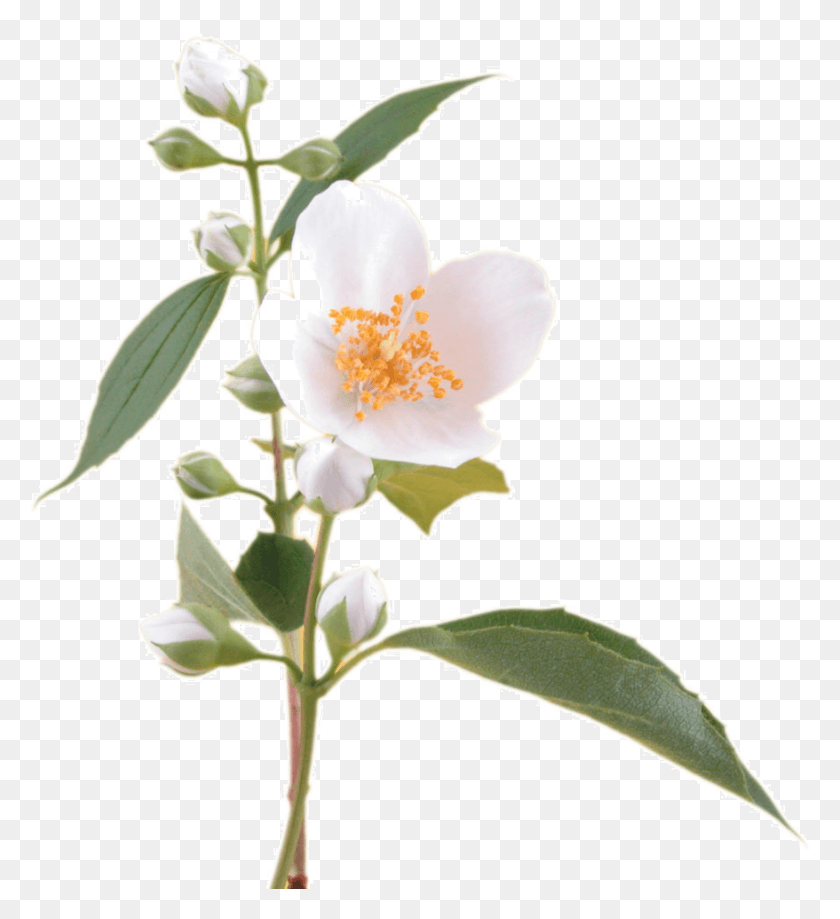 878x967 Png Роза Каролина, Роза, Цветок, Цветы