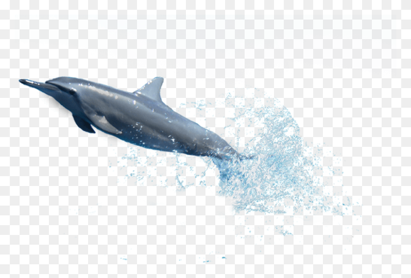 803x524 Go To Image Dolphin Diving, Shark, Sea Life, Fish HD PNG Download