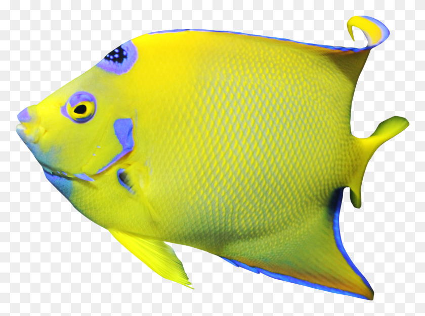 1627x1182 Go To Image Freshwater Angelfish, Sea Life, Fish, Animal HD PNG Download