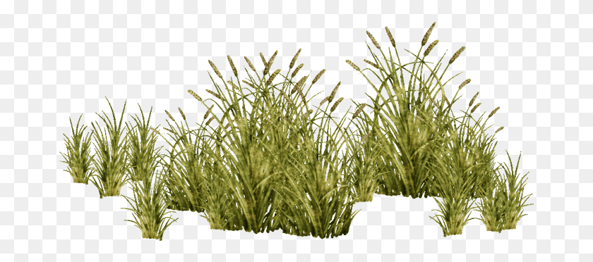 673x312 Go To Image Grasses, Vegetation, Plant, Grass HD PNG Download