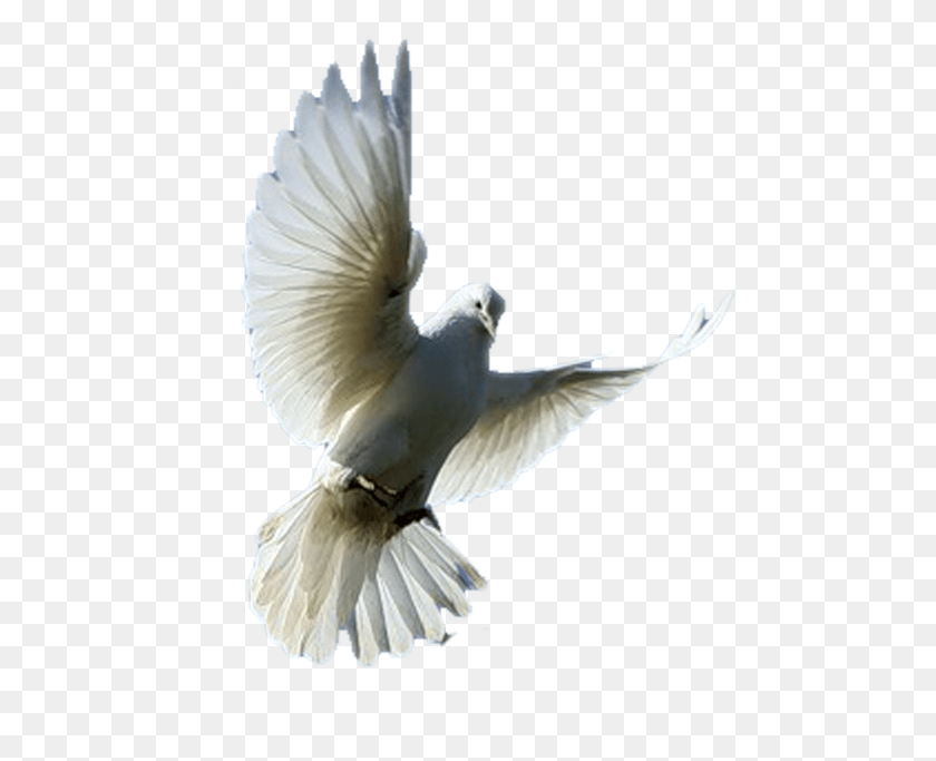 483x623 Go To Image Gvercin, Bird, Animal, Dove HD PNG Download