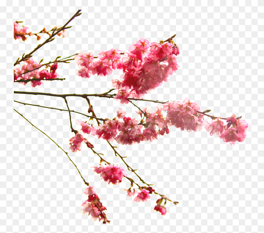 754x684 Go To Image Japanese Cherry Blossom Transparent, Plant, Flower, Cherry Blossom HD PNG Download