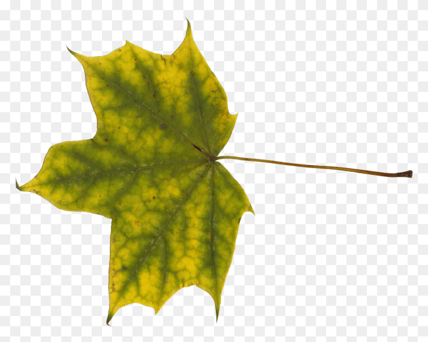 1276x1000 Descargar Png / Hoja De Arce, Hoja, Planta, Árbol Hd Png